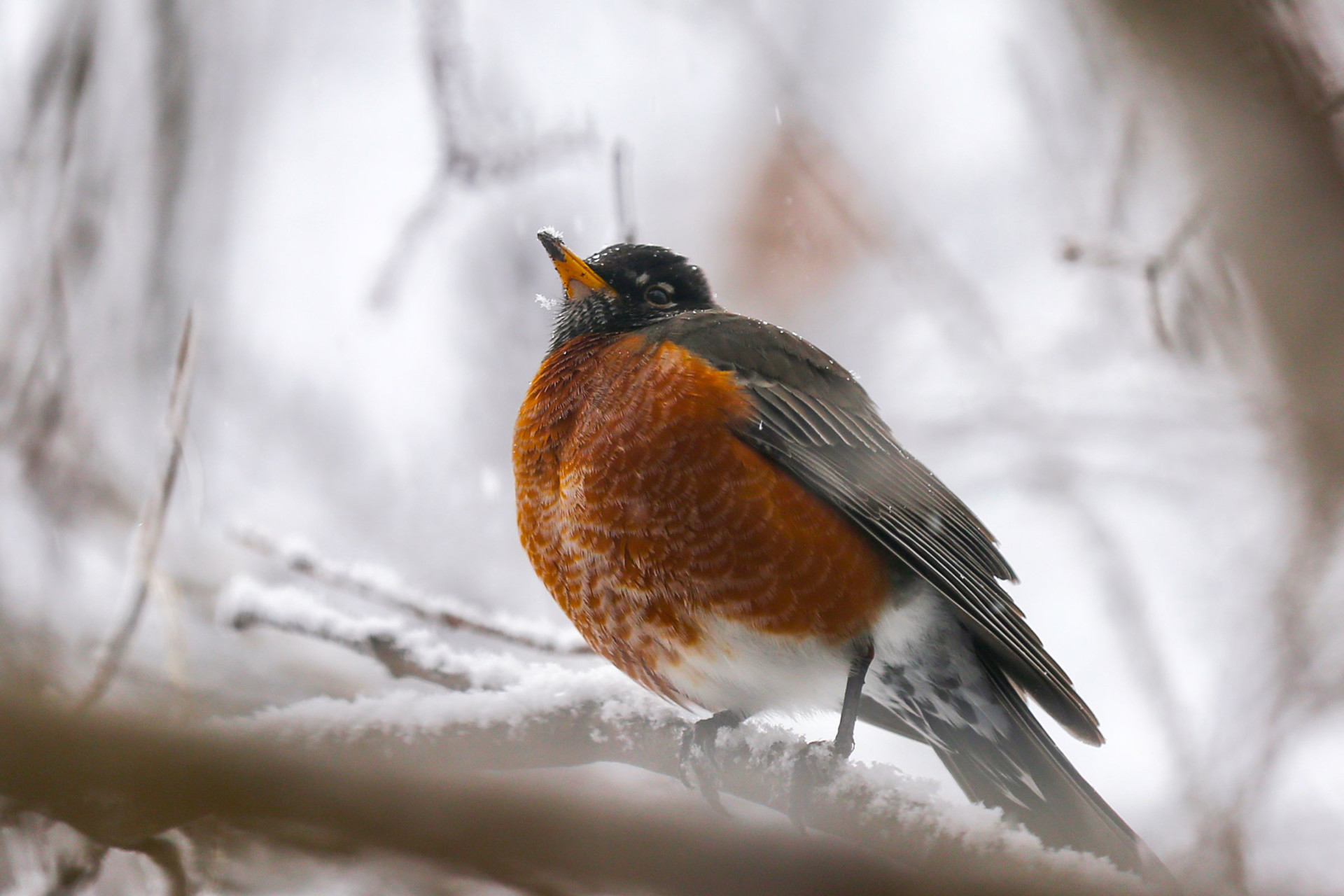 One Man’s Quest for Quiet — with Gordon Hempton