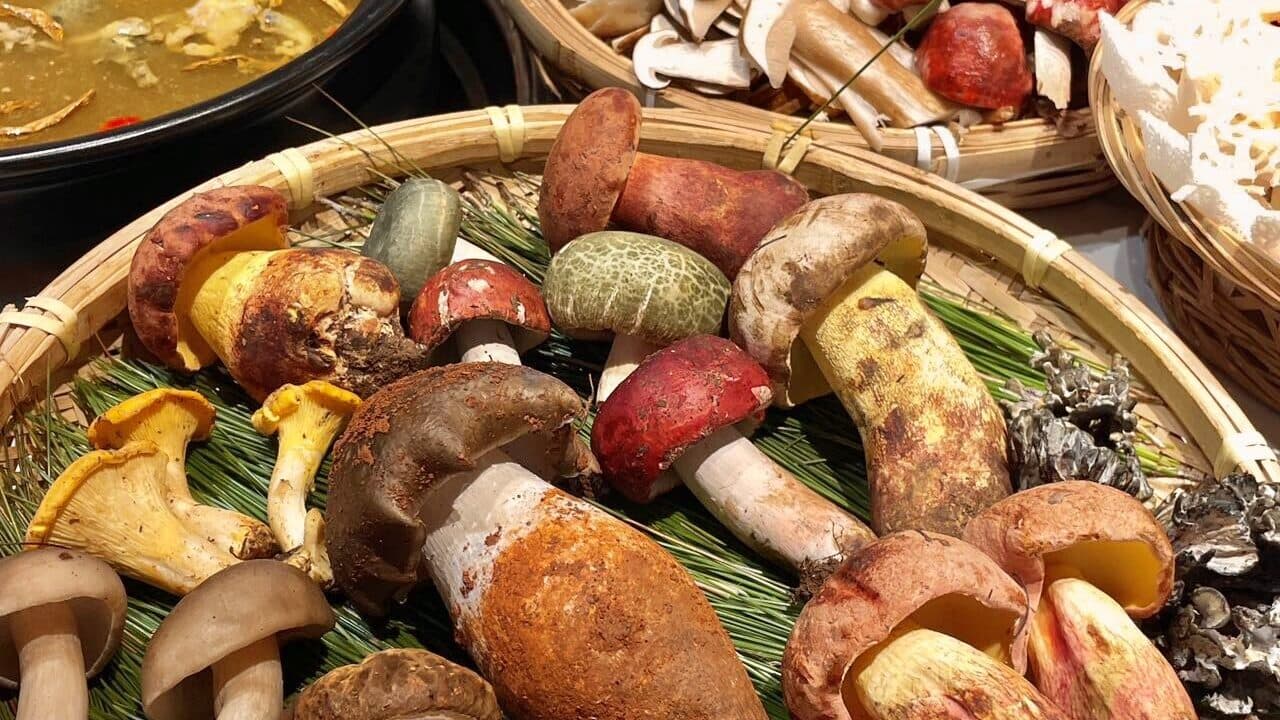 A bamboo basket of wild mushrooms—porcini, chanterelles and more—on pine needles beside a mushroom hotpot