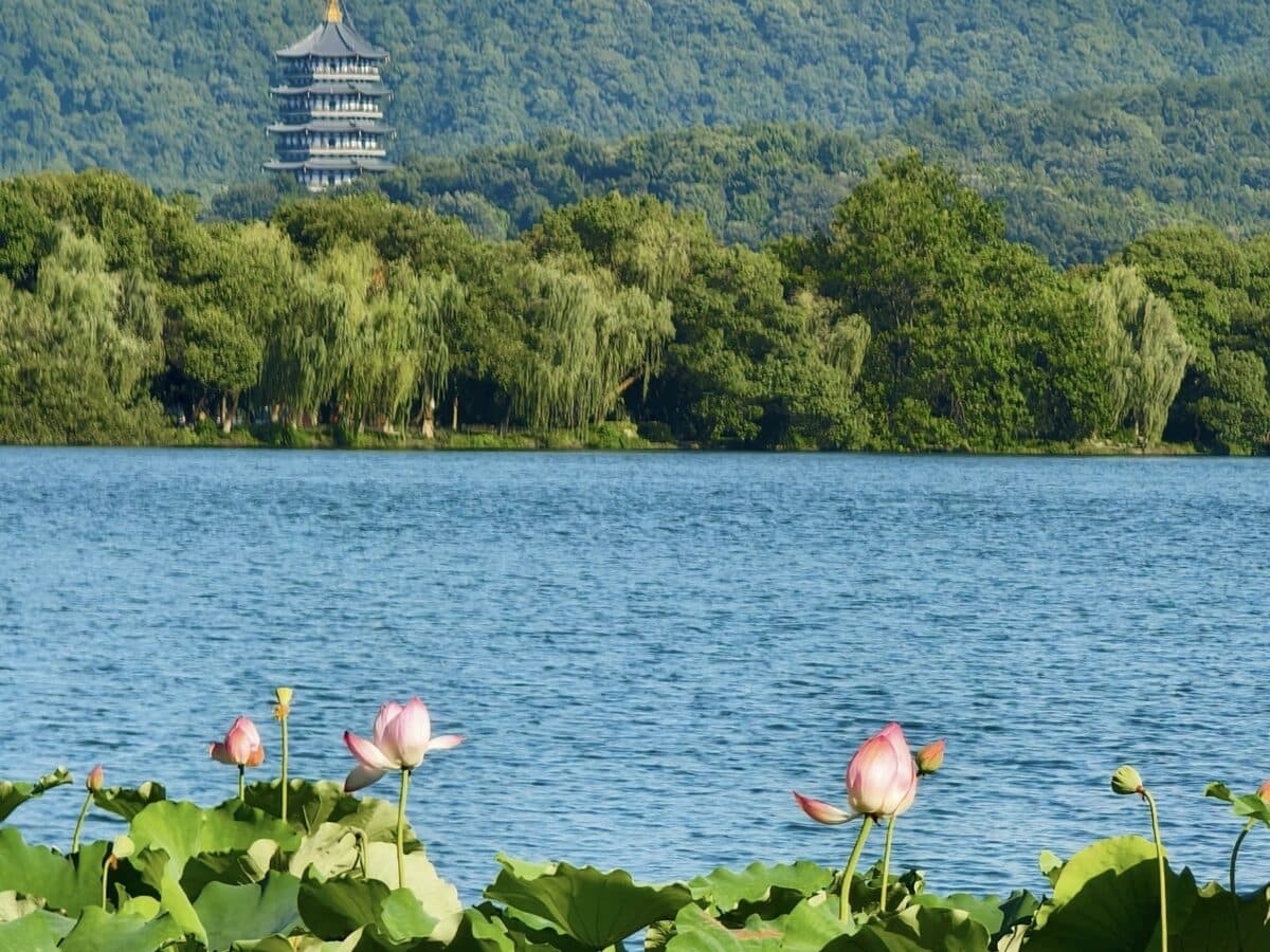 West Lake with lotus leaves in the foreground and trees plus Baochu Pagoda on the far shore