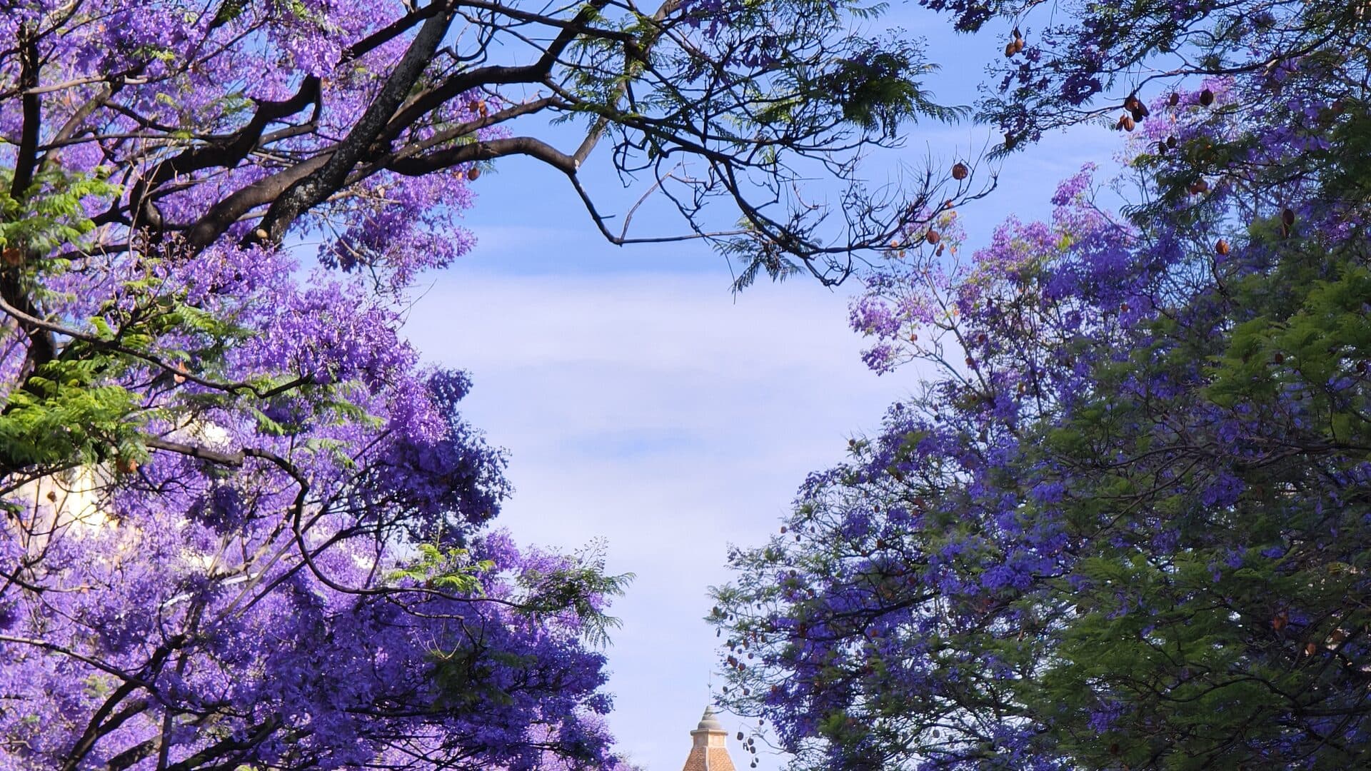 Jacaranda in bloom in Kunming: purple branches crossing the frame with an old pagoda and blue sky between them