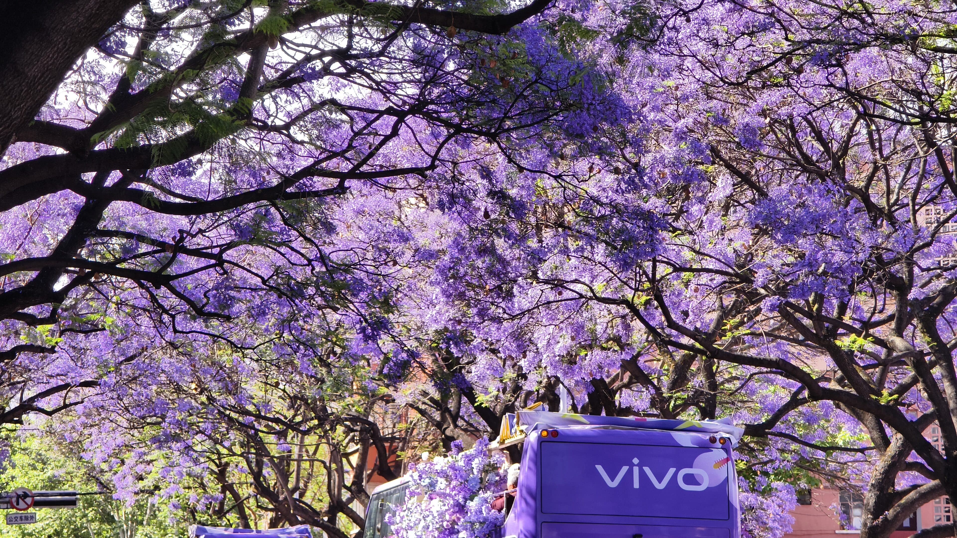 Dense jacaranda blossom above a purple vehicle on the street