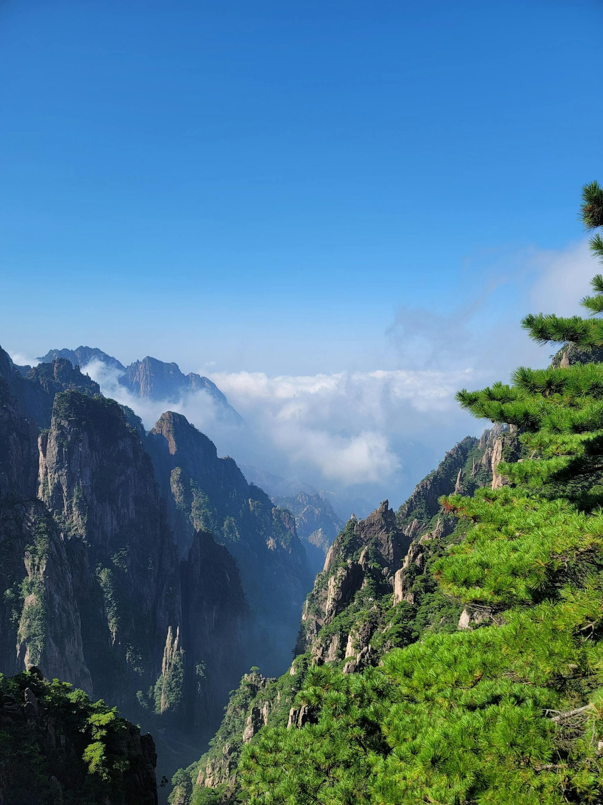 Welcoming Pine on Huangshan with a cloud sea churning below the cliff