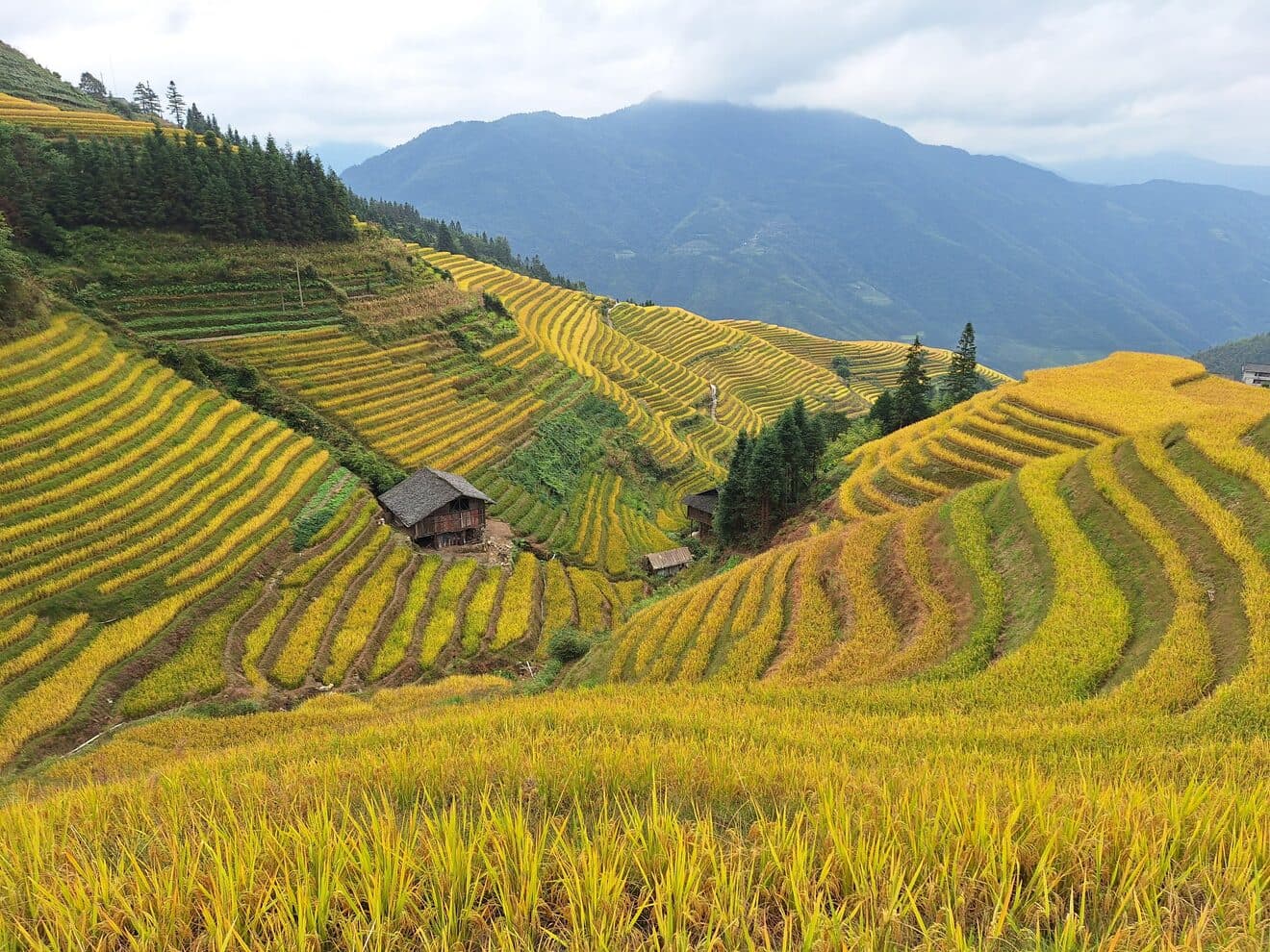 The Longji terraces: stepped paddies climbing a ridge past a timber house with cloud over the far hills