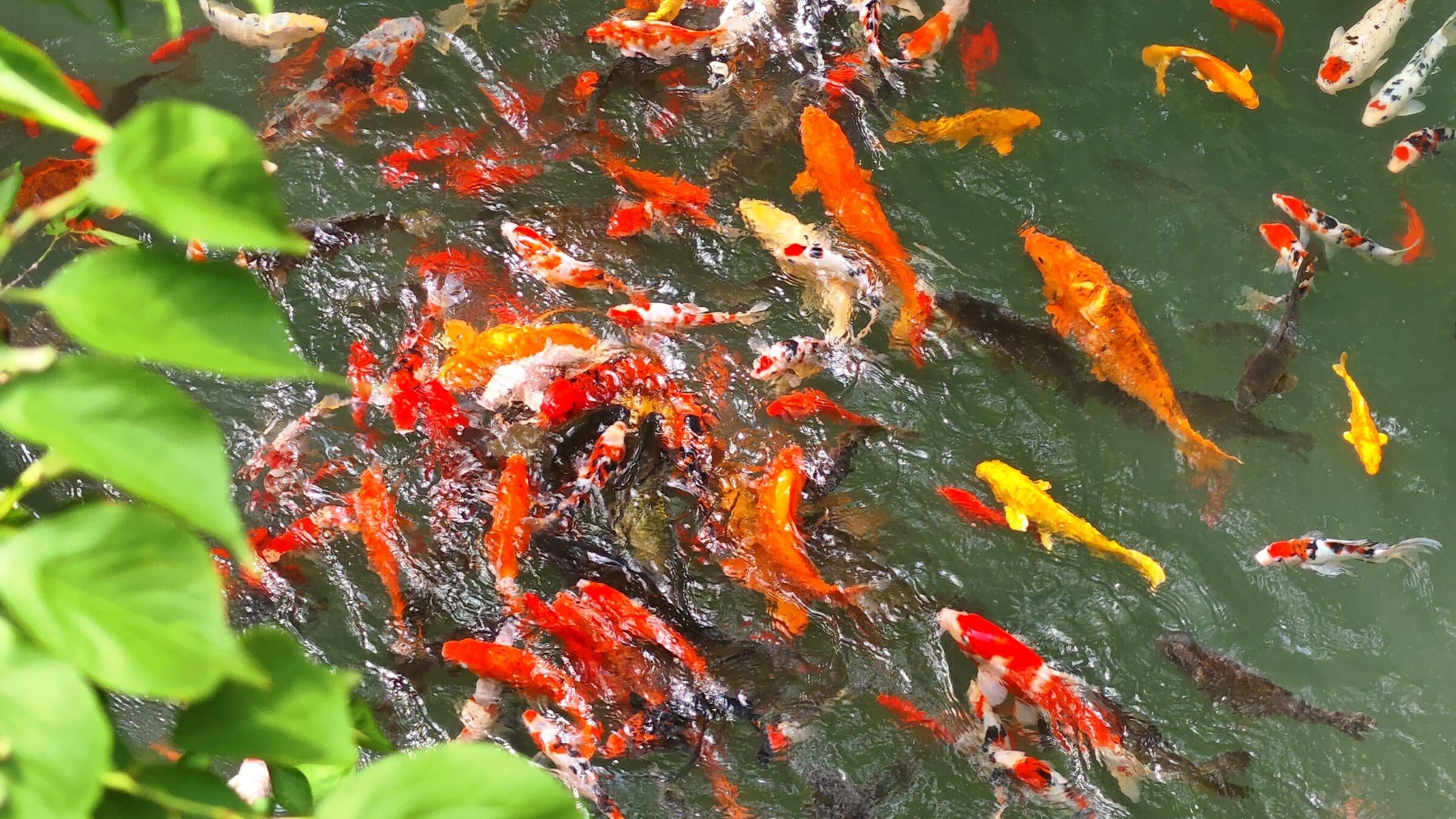 A temple pond crowded with red-and-white koi beneath green leaves