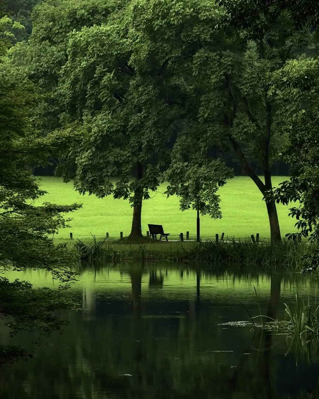 A shaded lakeside lawn with an empty bench and reflections on the water