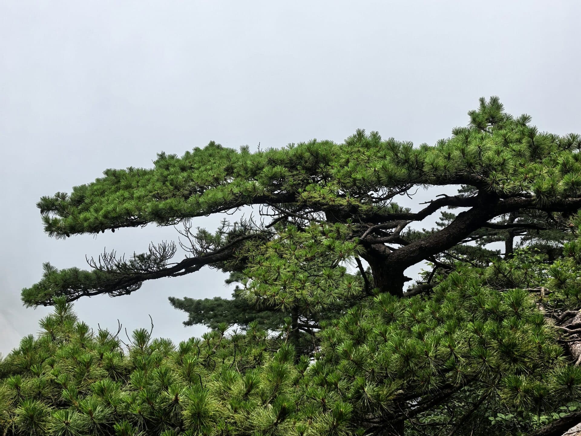 Pine branches reaching out of white mist on Huangshan