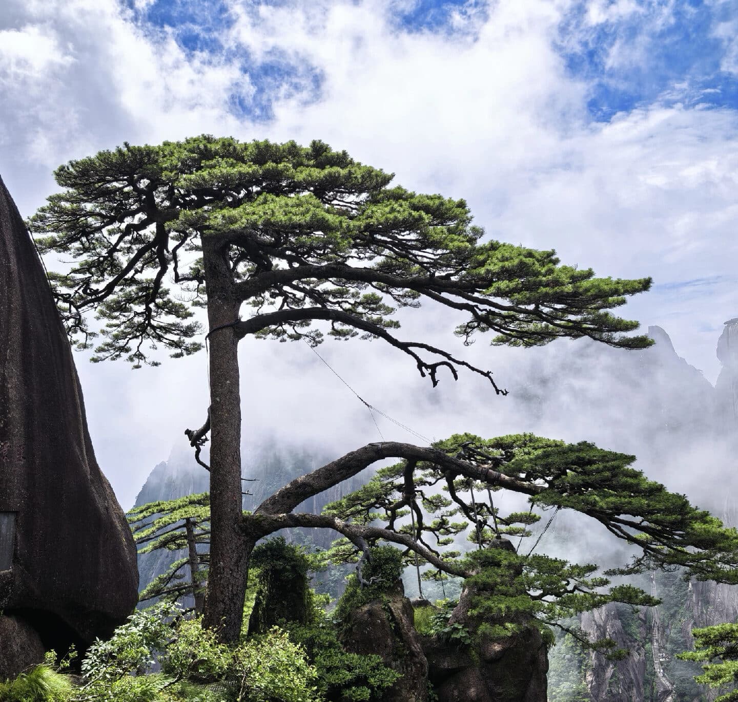 The Welcoming Pine on Huangshan: its branches reaching out from the cliff, with layered granite faces and drifting cloud behind