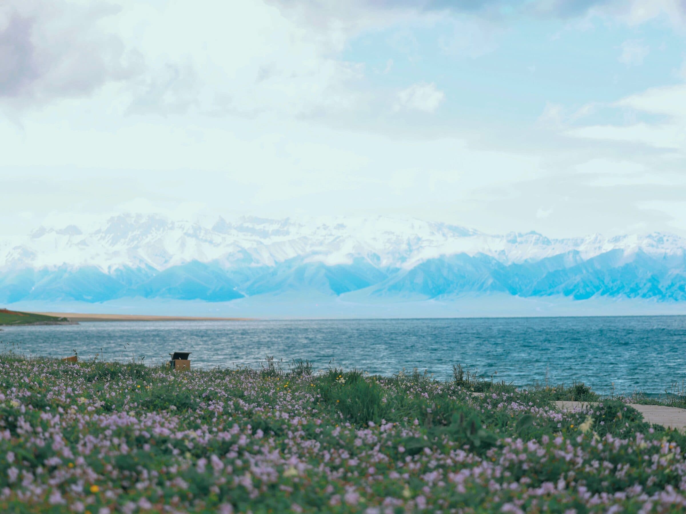 Sayram Lake with a wildflower meadow and snow-capped peaks beyond