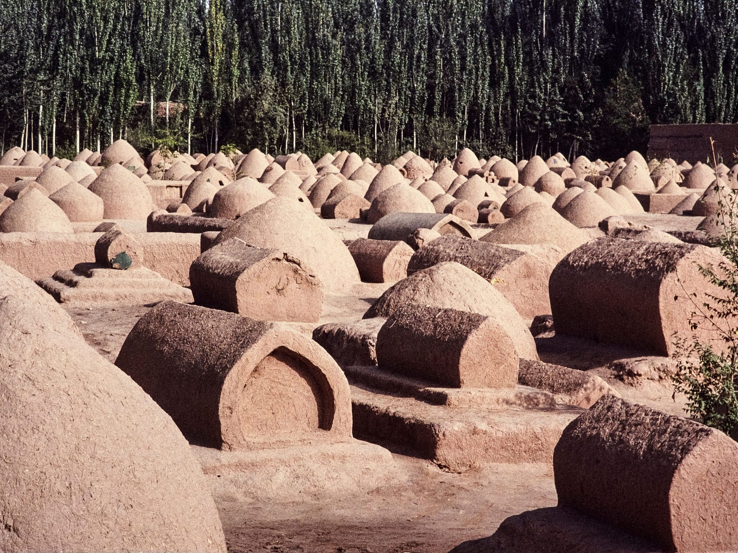 Rows of domed Uyghur tomb structures below a stand of poplars