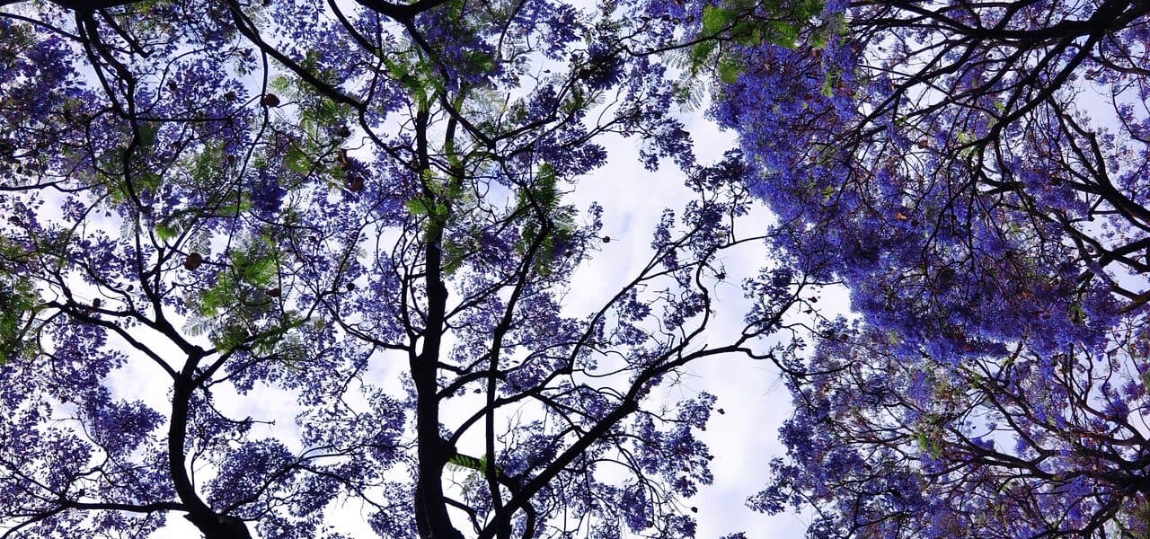 The canopy of a Kunming jacaranda: purple blossom and fine leaves crossing against the sky