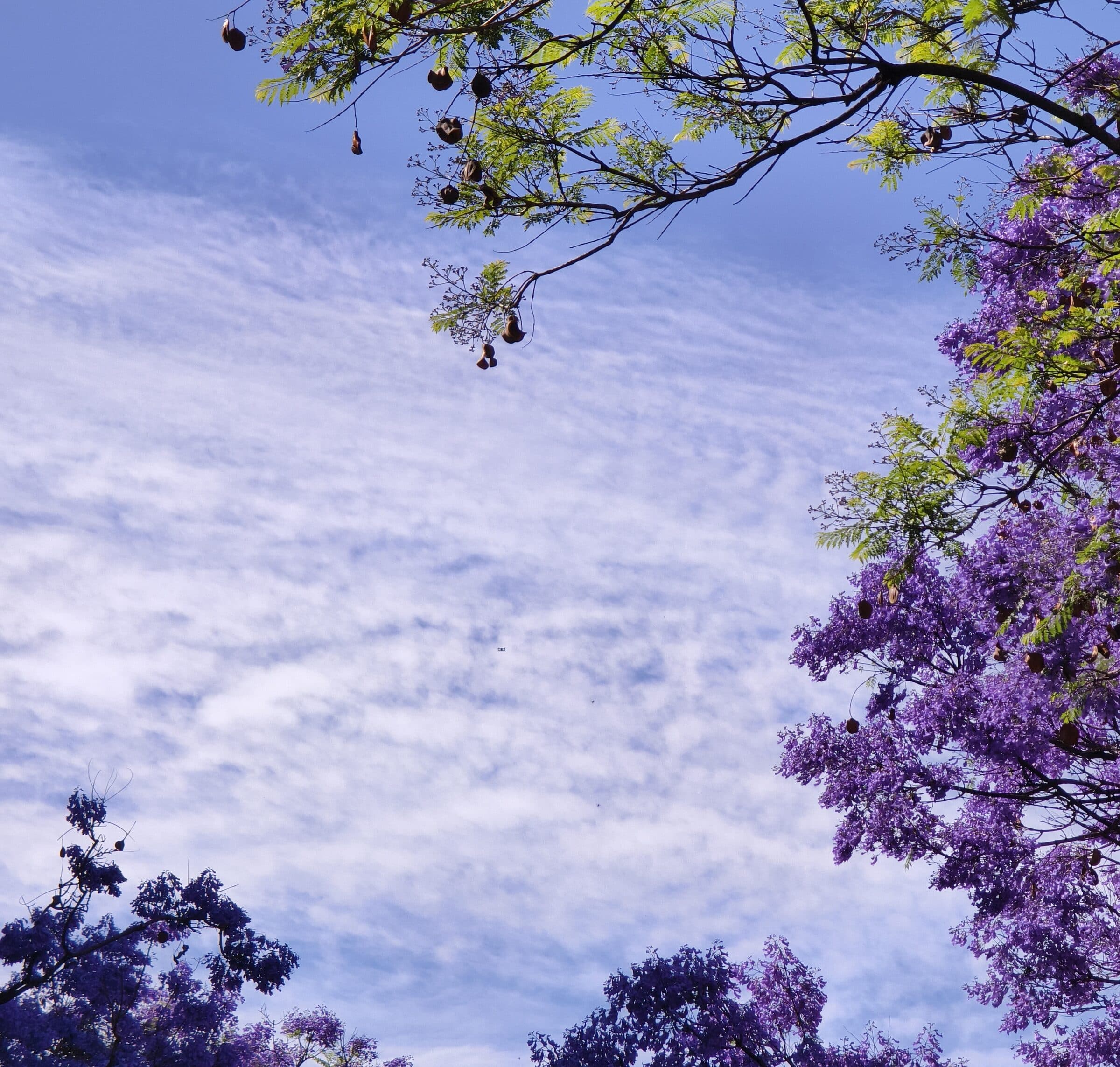 Jacaranda in full bloom in Kunming: purple blossom filling the canopy with blue sky and cloud between the branches