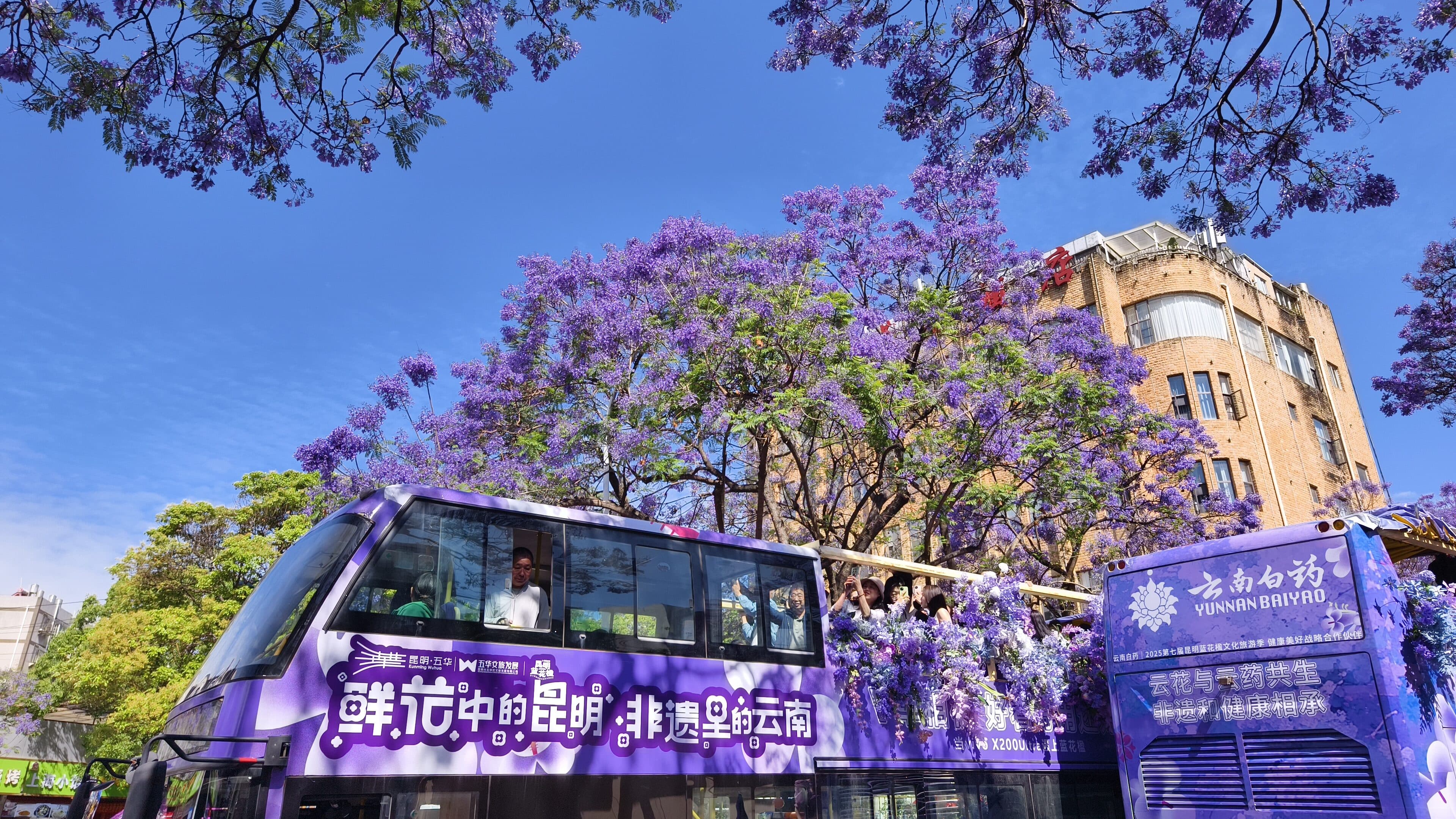 A purple open-top double-decker bus on a jacaranda-lined street