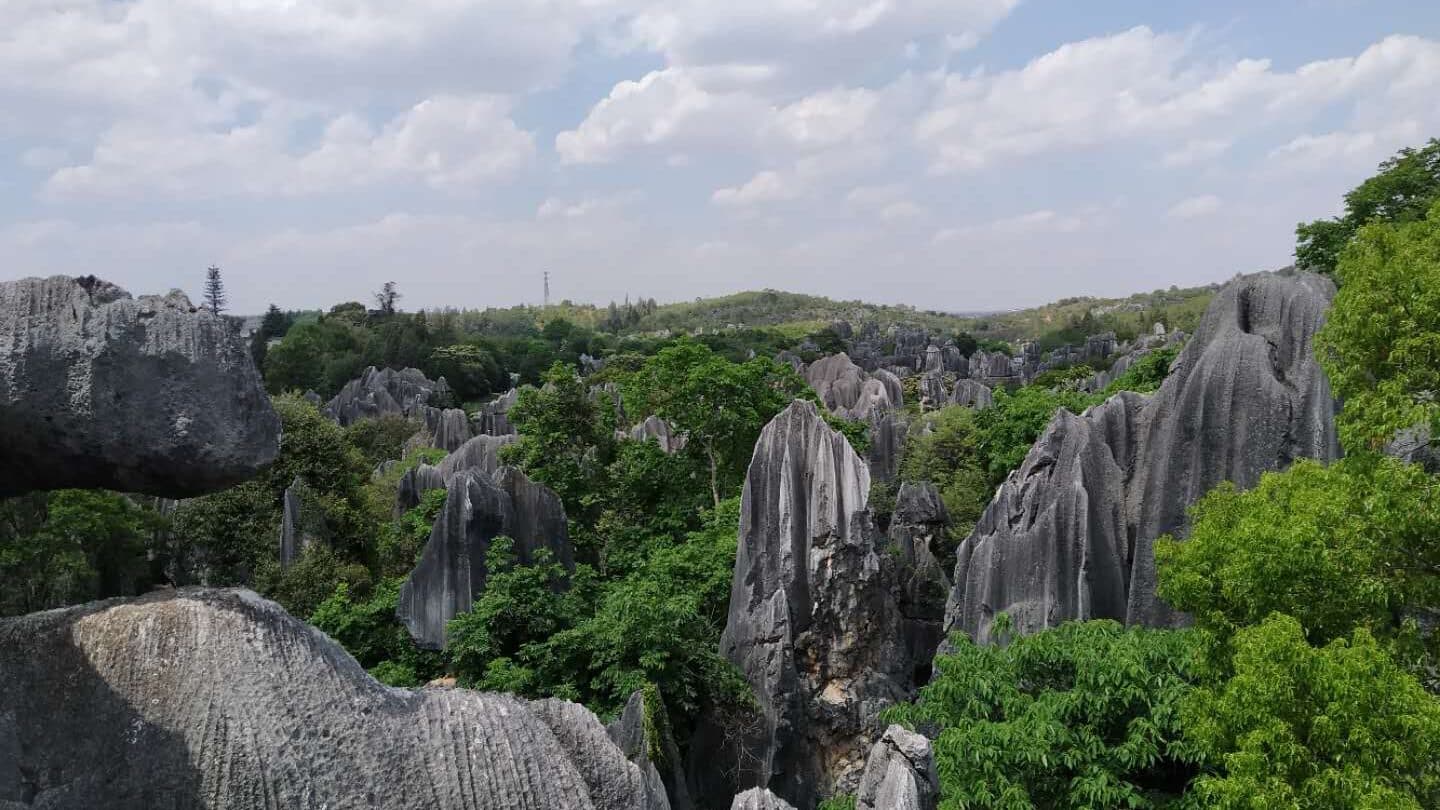 The Stone Forest: grey karst pinnacles rising in clusters among dense green trees under a blue sky