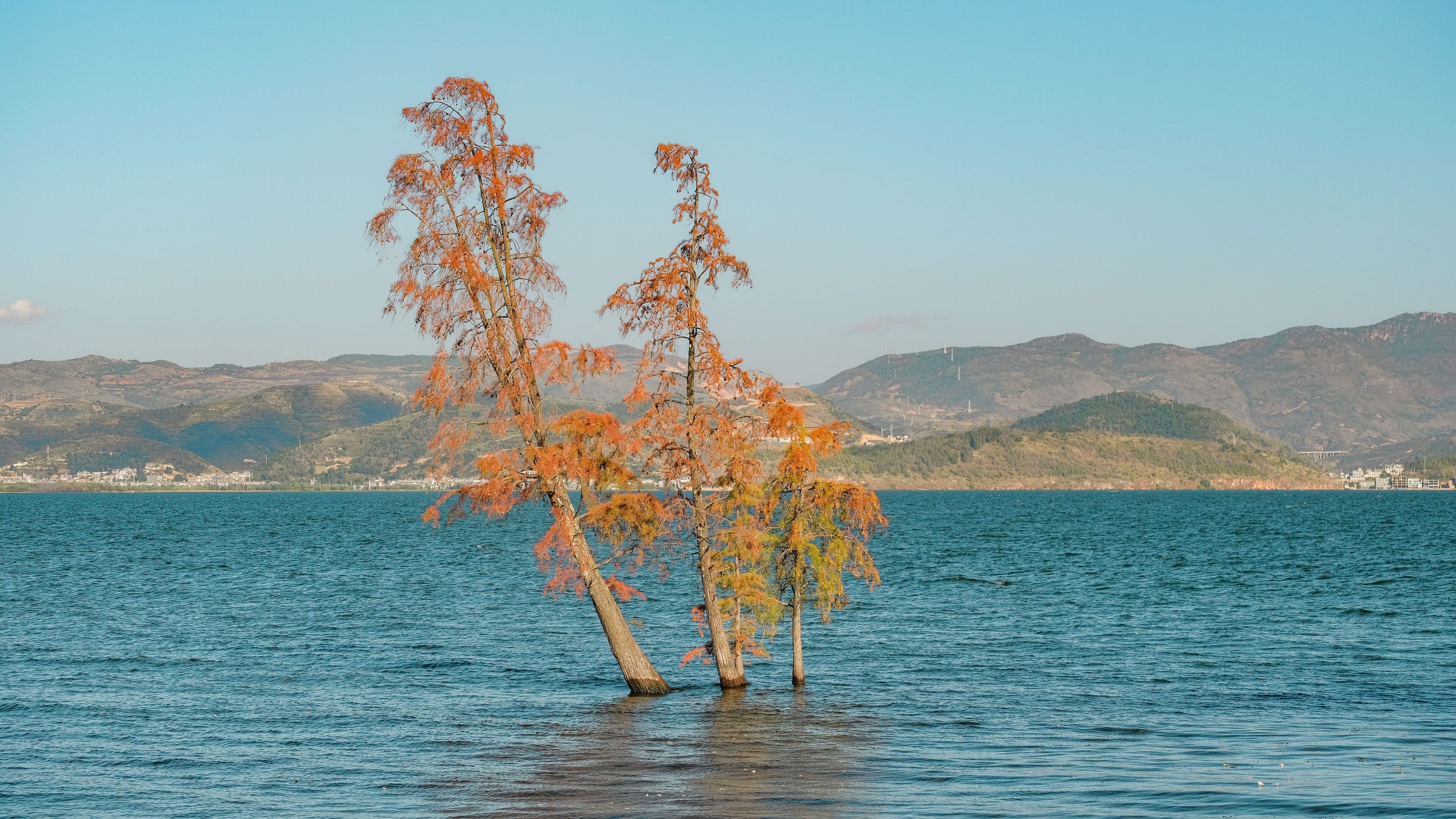 Autumn cypress trees standing in Erhai Lake, with layered hills and lakeside villages on the far shore