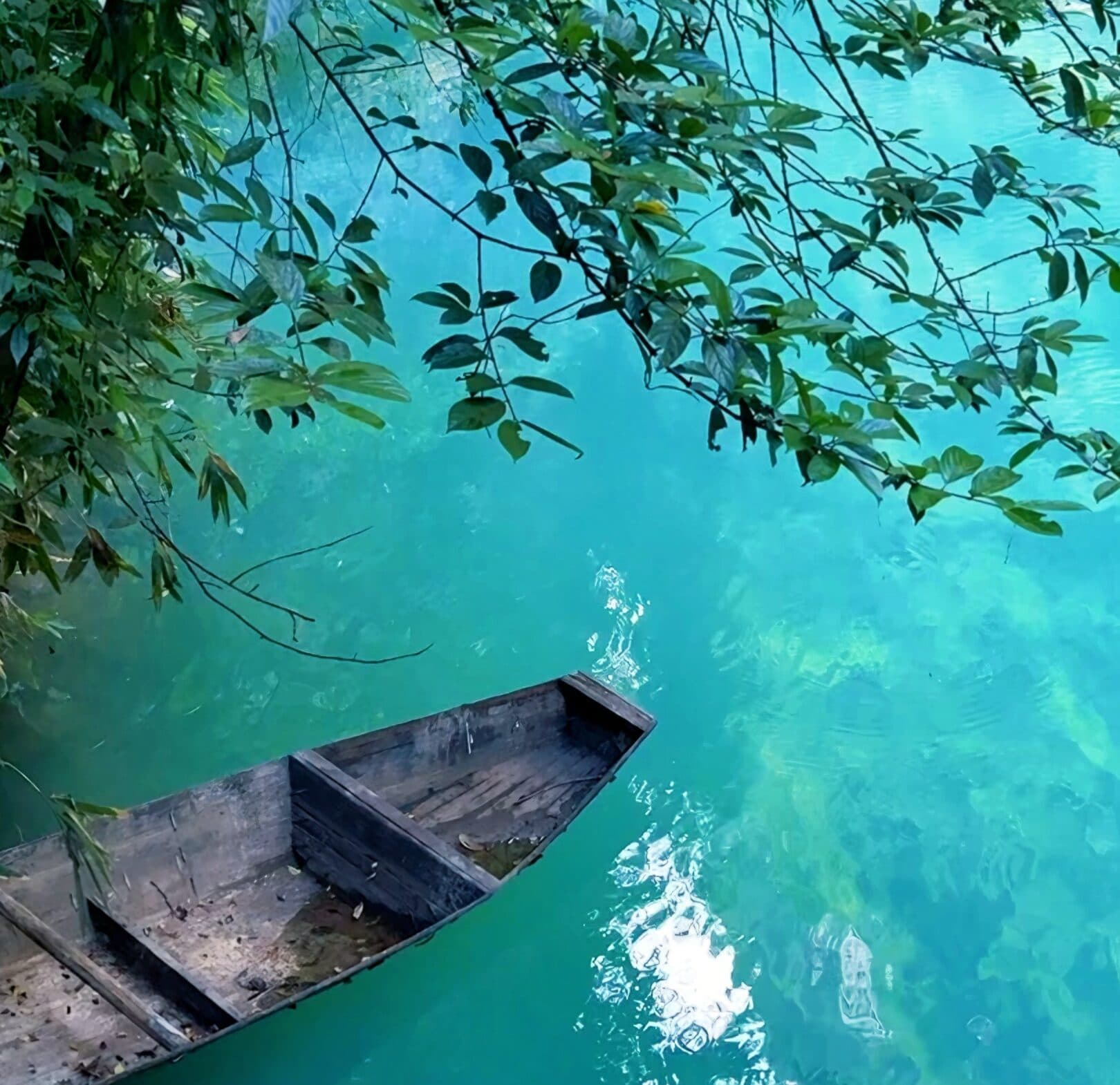 Wooden boat moored on clear green water beneath overhanging branches