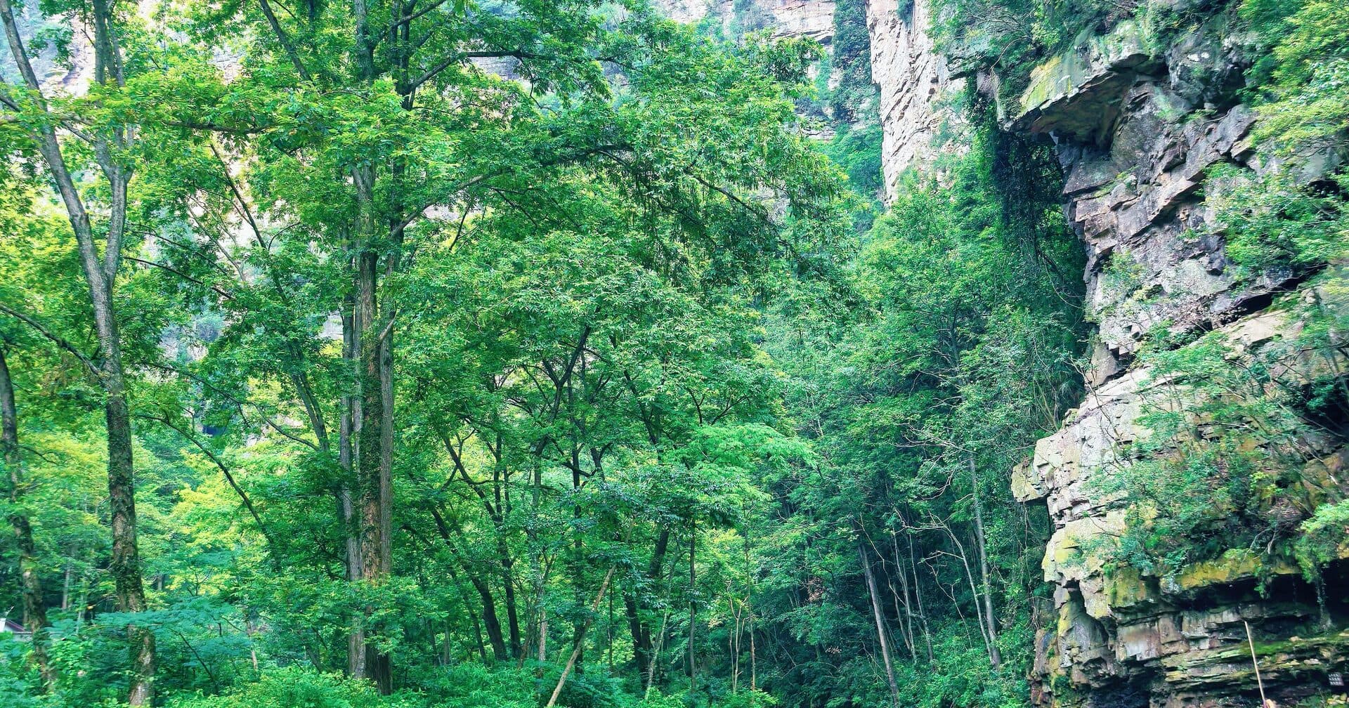 Green forest and rock walls beside the Golden Whip Stream trail
