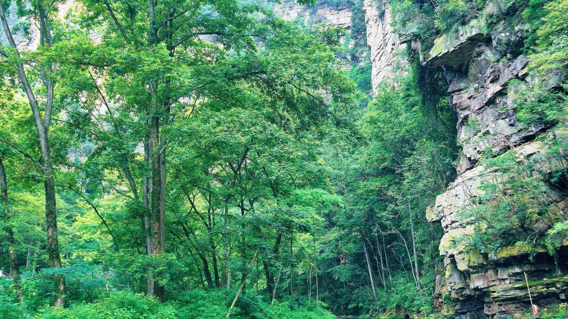 Forested valley and sandstone cliff face along the Golden Whip Stream walk