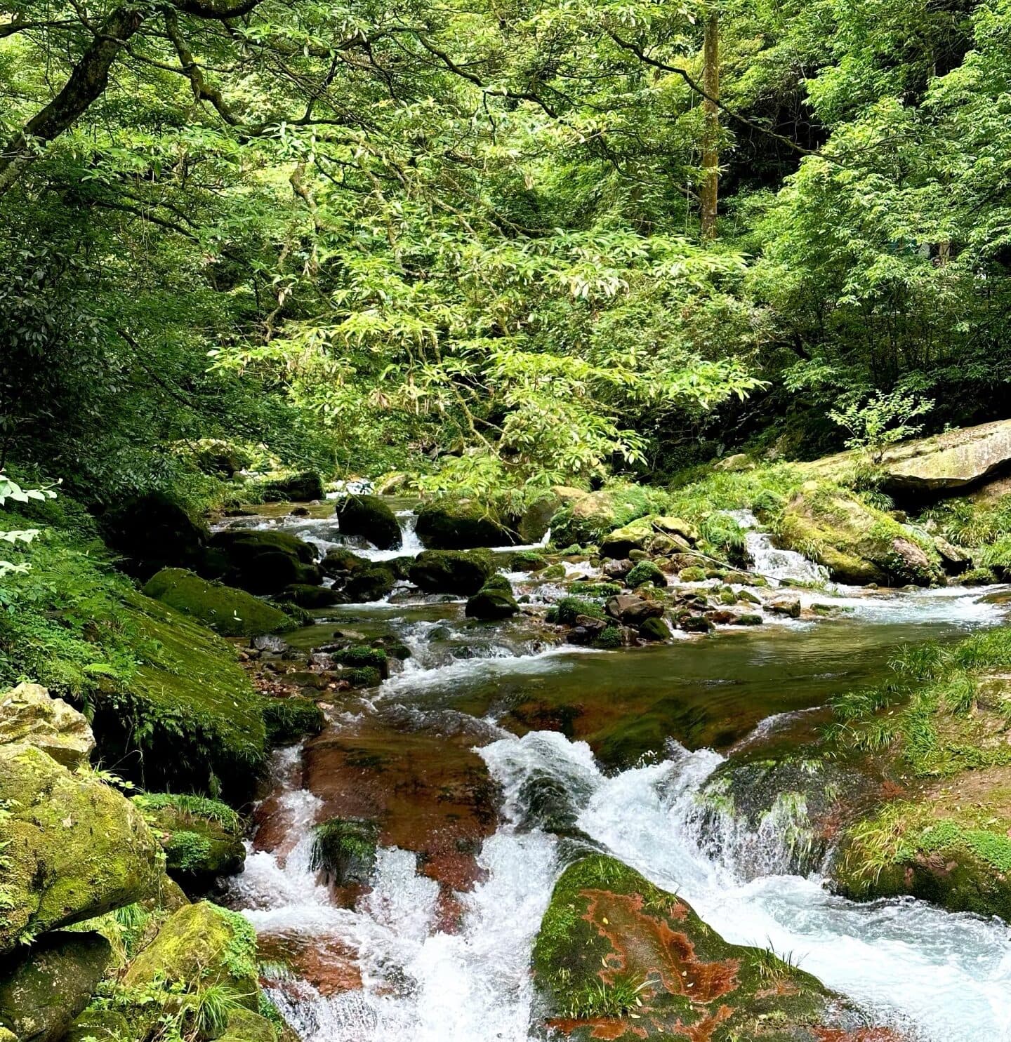 Forest stream flowing over mossy stones