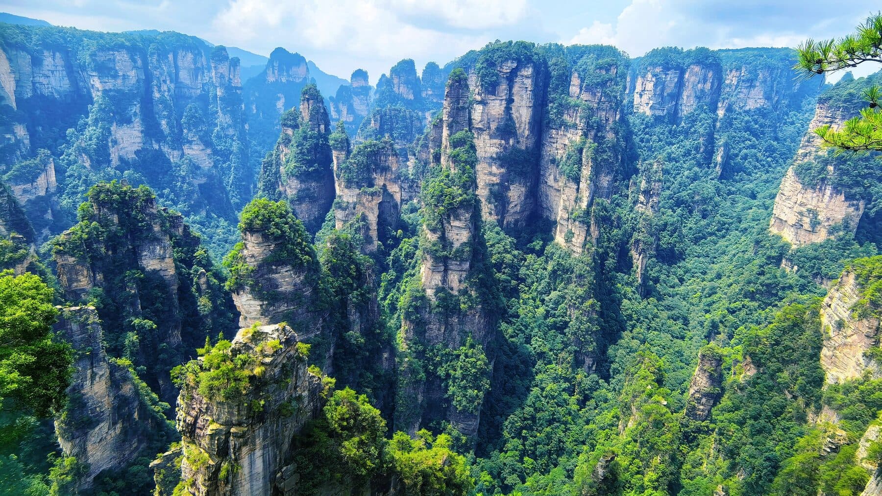 Sunlit sandstone peaks rising above the forested valleys around Tianzi Mountain