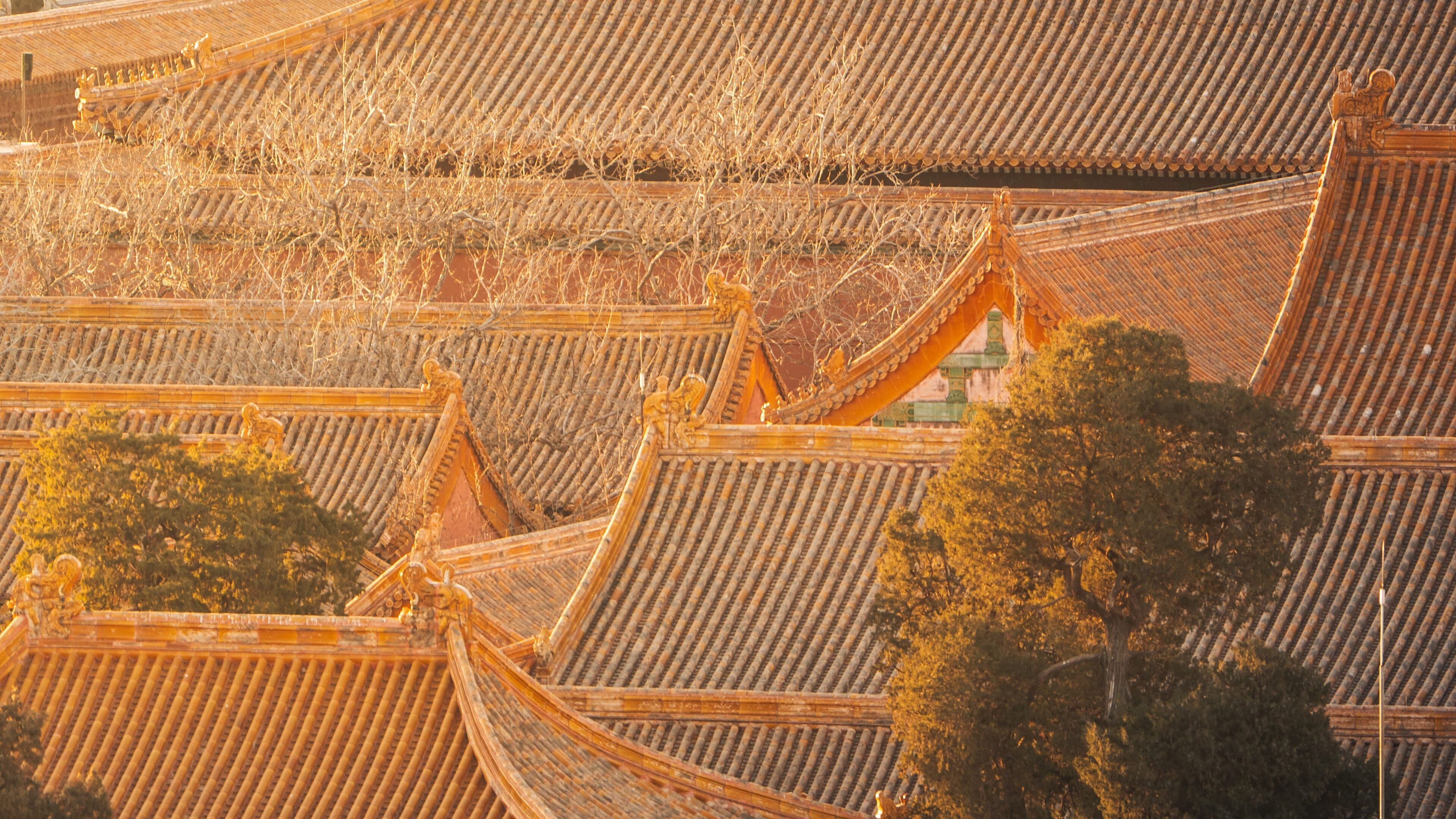 Golden glazed roof ridges of the Forbidden City seen from above, with bare branches in the foreground